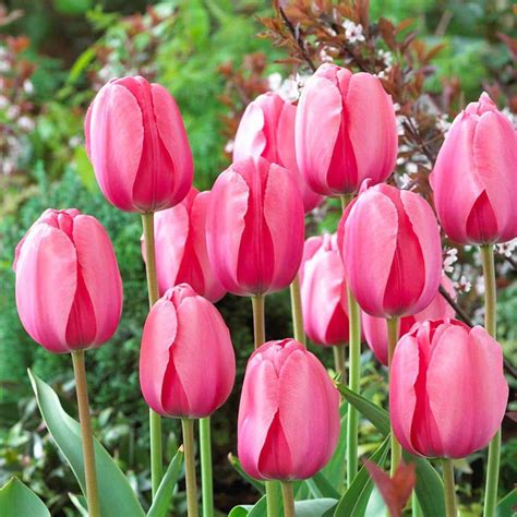 Tulip Bulbs - Tulips.com