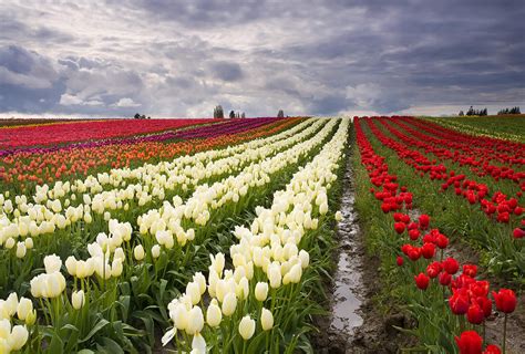 Tulip City Storm