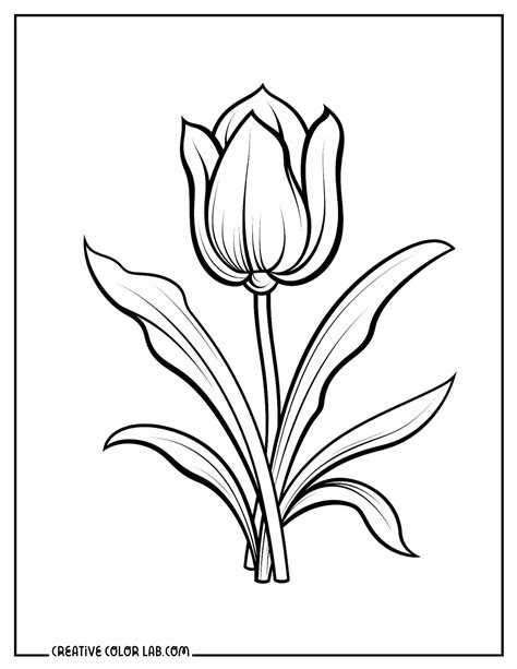 Tulip Coloring Shee