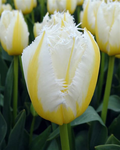 Tulip Lemon: A Unique and Enchanting Variety of Lemon