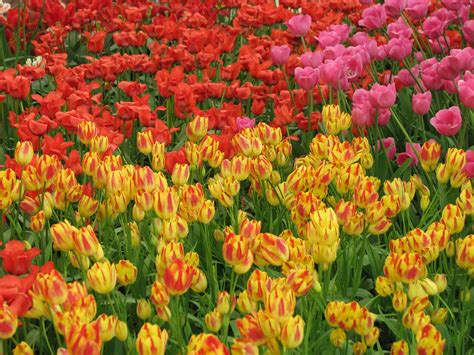 If each tulip carried inscribed on its petals its entire unforge&#