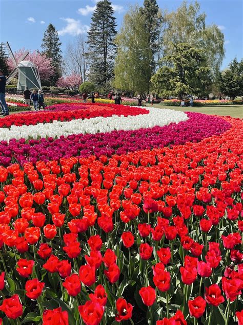 Tulip festival washington. The Skagit Valley Tulip Festival is the largest festival in Northwest Washington State and the largest Tulip Festival in the United States! Each year, more than 1 million visitors come to experience fields of brightly … 