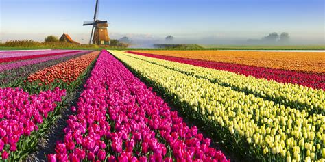 Tulip mania. Tulip mania, also known as the Dutch tulip bulb market bubble, is the earliest market bubble recorded in history. It happened mostly between 1634 and 1637 when the market collapsed. At its peak, 40 tulips cost up to 100,000 florins, more than 10 times the average worker's annual salary at the time. 