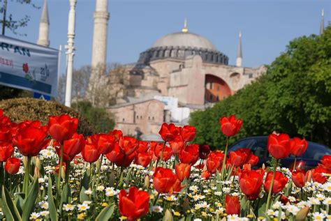 Tulip the Obsession: The Floral Islamic Design - Arab America