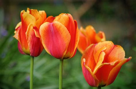 Tulips