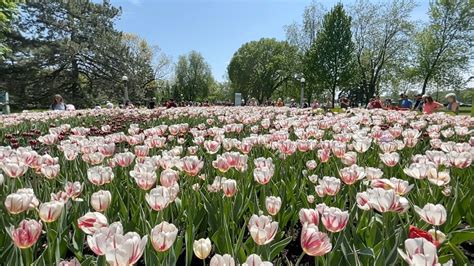 Tulips, fireworks headline May long weekend in Ottawa