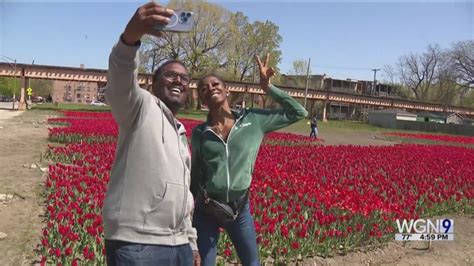 Tulips fill vacant lots in Chicago to highlight redlining