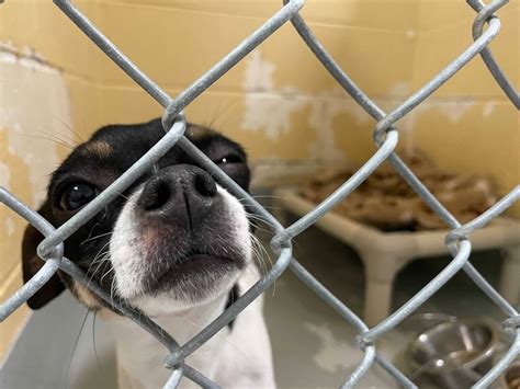 Tulsa animal shelter. Cedar is an incredibly sweet boy looking for a family to love! He is male, 16 lbs., 6 years old, neutered, vaccinated, microchipped, and is up to date on preventions. Find out more at tulsaspca ... 