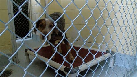 Tulsa animal welfare pet adoption. Meet PINKY, a Pit Bull Terrier Mix Dog for adoption, at Tulsa Animal Welfare in Tulsa, OK on Petfinder. Learn more about PINKY today. 