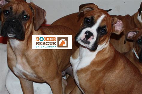 Across America Boxer Rescue - Finding hom