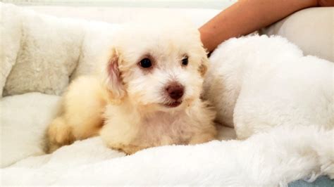 Pomeranian. Poodle. Pug. Rottweiler. Shih Tzu. Yorkie. Puppies for sale from dog breeders near Tulsa, Oklahoma. Find the perfect puppy for sale in Tulsa, Oklahoma at Next Day Pets.. 