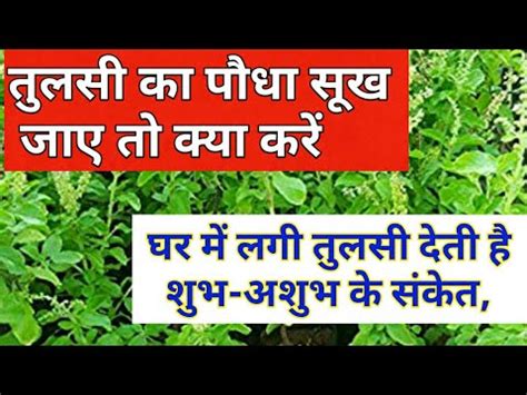 Tulsi ka sukh jana. .  ...