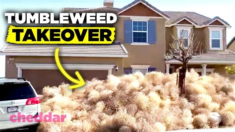 Tumbleweed near me. Chandler Recreation champions everyday experiences that encourage the community to discover, imagine, and grow. The cornerstone of every neighborhood, our innovative events, programs, and services strengthen community vitality and foster healthy, enriched lifestyles. Whether you’re searching for an abundance of outdoor adventures, looking to flex your … 