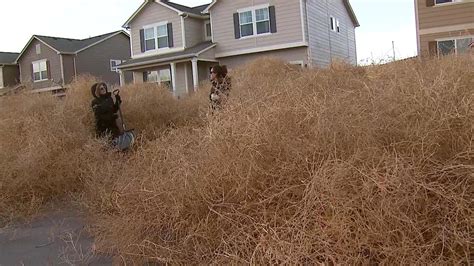 Tumbleweeds invade a Colorado Springs community after strong winds