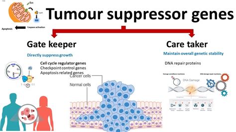 th?q=Tumor suppressor genes definition
