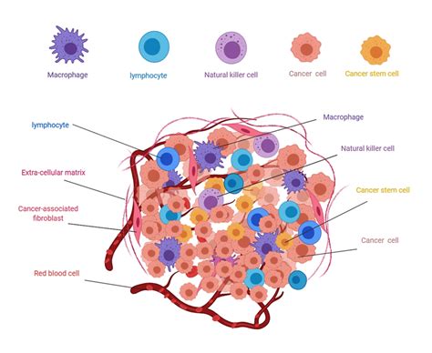 Tumor Microenvironment : Non-Hematopoietic Cells