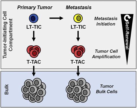 Tumor-Initiating Cells, Cancer Metastasis and Therapeutic …