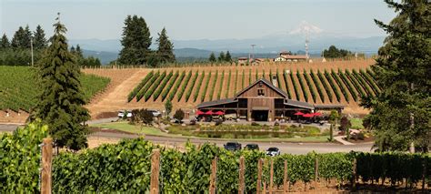 Tumwater vineyard. September is one of the most exciting times of the year for us Tumwater. It's harvest season where our labor and patience pay off with a glut of fruit from our pinot noir & chardonnay vines. We're excited to see the fruit mature and then gather for producing our wines. 