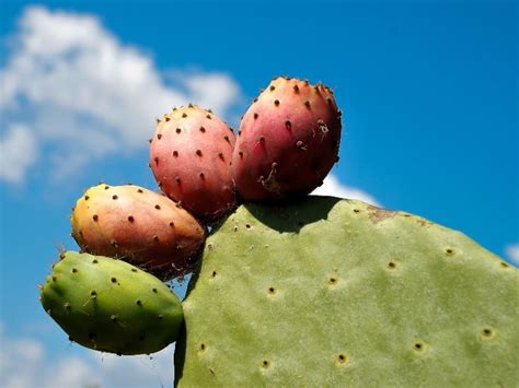 Tuna cactus. Things To Know About Tuna cactus. 
