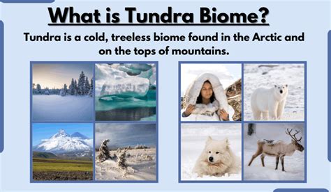 Tundra Ecosystem: Meaning, Types & Features - Collegedunia