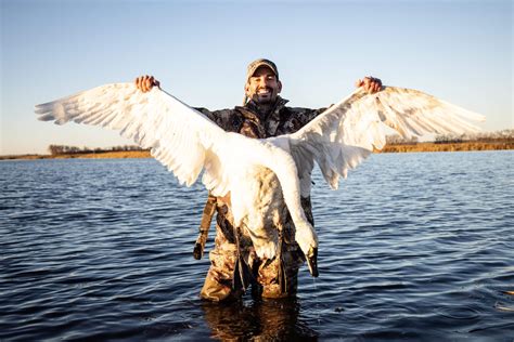 Tundra Swan Hunting North Dakota Game and Fish