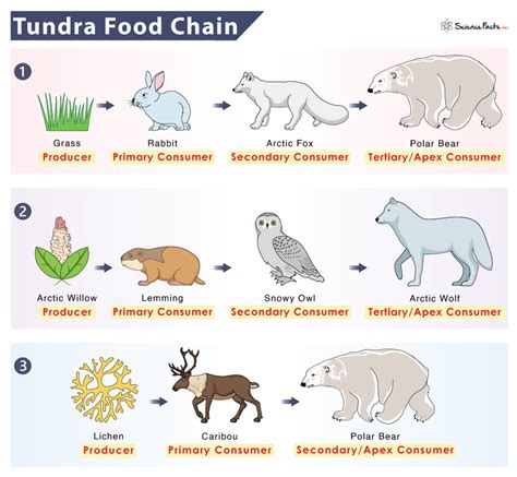 Tundra food chain. Welcome to the arctic tundra! As you hike along the frozen ground of this cold, dry region, the tundra may seem quiet and empty. But it is full of life, in the spring when migrating lemmings munch on spring flowers, and even in the winter, when fur-coated wolves, foxes, and hares dart and prowl through the snow. Summer and winter in the tundra, the hunt … 