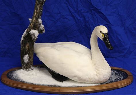 Tundra swan Taxidermy.net Forum