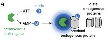 TurboID and miniTurbo- engineered promiscuous biotin ligases for …