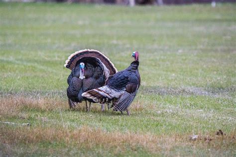 Turkey Behavior Tips Why Is It Crucial To Understand Their Behavior…