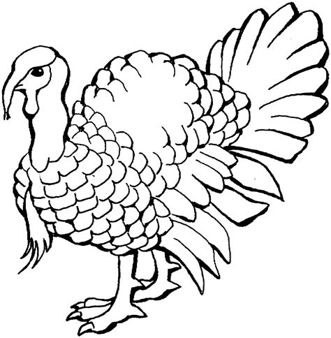 Turkey Drawing Coloring Page
