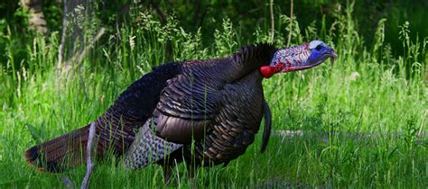 Turkey Hunting Primer Getting Started
