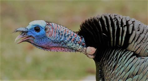 Turkey gobble. Things To Know About Turkey gobble. 