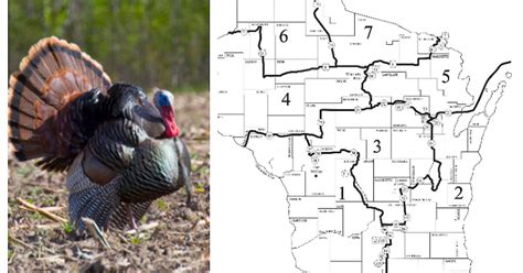 Wisconsin Turkey Hunting Hours. Turkey hunting hours in Wisconsin are from 1/2 hour before sunrise to sunset. You must have a valid hunting license and a turkey tag to hunt turkey in Wisconsin. Wisconsin hunters must have a turkey harvest authorization (formerly known as a carcass tag/permit), a turkey license, and a wild turkey stamp in order ... 