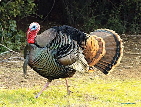 The 2020-2021 turkey season will run March 20 through May 2, 2021 for most of the state. Zone 4 (Clarke, Clay, Covington, Monroe, Randolph and Talladega counties) has both a fall and spring season.