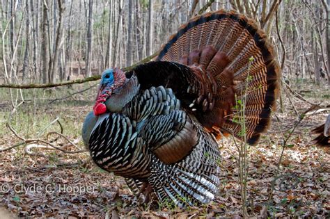 Turkey season indiana. An interactive map of the united state with state by state turkey hunting season dates and regulations. One source for every states turkey season information. 0. 