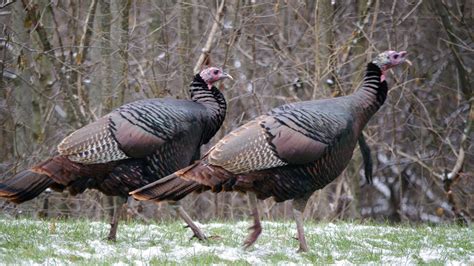 Turkey season wisconsin. Apr 19, 2022 · The Wisconsin Department of Natural Resources (DNR) reminds hunters that the 2022 spring turkey season opens on April 20. The 2022 spring turkey season includes six, seven-day periods running Wednesday through the following Tuesday. All seven turkey management zones will be open for hunting. With ... 