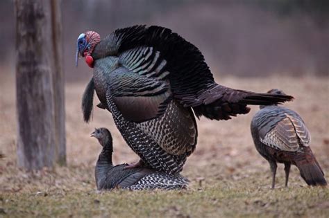 The sex of wild turkeys should be determined by looking at the breast feathers. BREAST FEATHERS Adult turkey breast feathers are square-tipped with females having brown- or buff-tipped feathers and males having black-tipped feathers. This dif- ference is obvious on adult turkeys, but juvenile birds require a closer look.