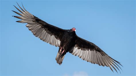 Turkey vulture flying. 1. Turkey Vulture. Turkey Vultures can be found in New York during the breeding season and are usually spotted from March to October, but some hang around all year. They occur in 14% of summer checklists and 2% of winter checklists submitted by bird watchers for the state. Turkey Vultures are aptly named. 