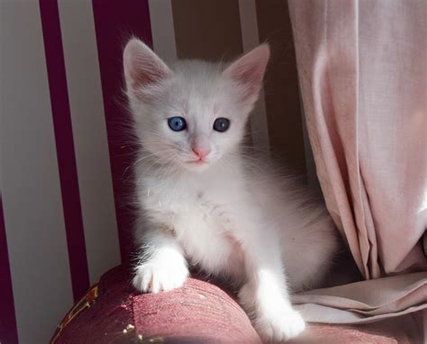 Turkish angora kitten. 