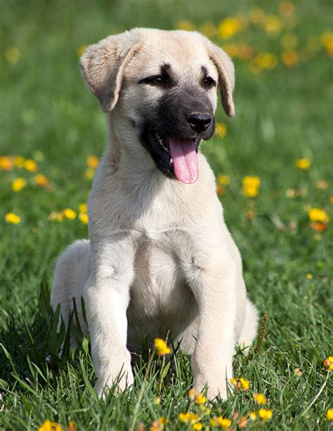 Turkish kangal puppies. Appearance of the Turkish Kangal. Height at the withers: Males 74 - 81 cm Females 71 - 79 cm. Average weight: Males 50 - 65 kg Females 41 - 50 kg. The Kangal is a large well-balanced robust dog that boasts having an impressive sized head with males being noticeably larger and heavier than their female counterparts. 