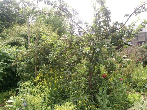 Turkish rocket A Food Forest in your Garden