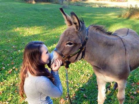 Support Turning Pointe Donkey Rescue as a recurring donor. Fundraiser for Turning Pointe Donkey Rescue by Turning Pointe Donkey Rescue. 5 new recurring donors of 25 .... 