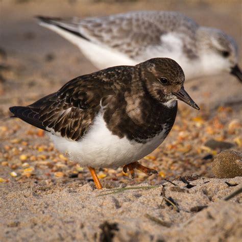 Turnstone. Things To Know About Turnstone. 