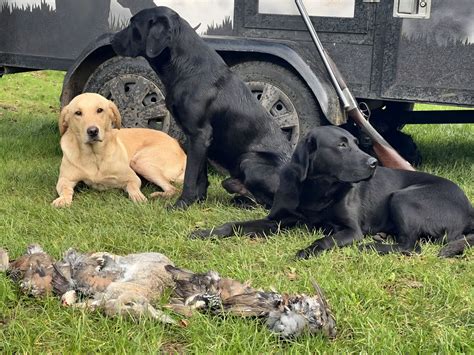 Turpingreen Gundogs - Facebook