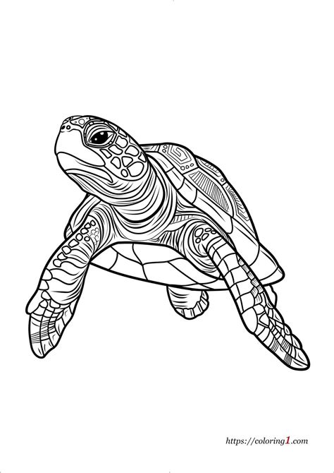 Turtle Adult Coloring Pages