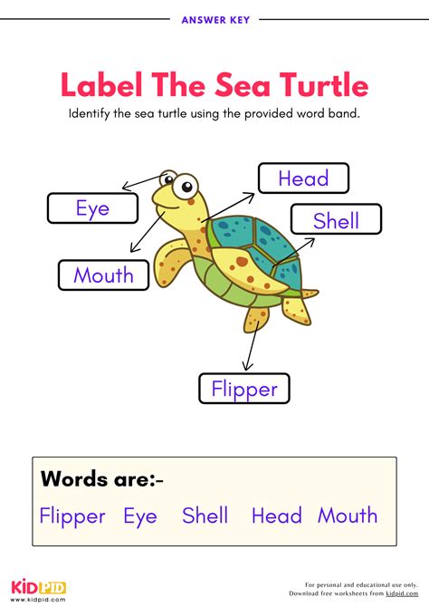 Turtle Breath Worksheet Answer