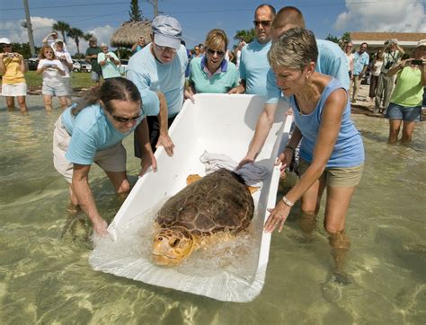Turtle Hospital celebrates World Ocean’s Day with sea turtle release in Florida Keys