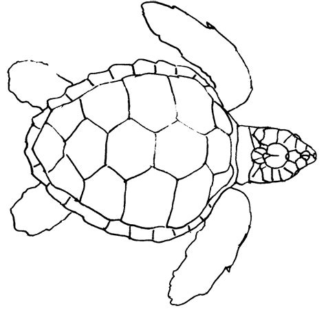 Turtle Line Drawing