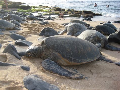 Turtle beach maui. Learn where and when to see the Hawaiian green sea turtles (or honu) on Maui's shore. Find tips for Hookipa Beach, Kuau Bay Beach Park, Mala Wharf and more. See more 