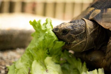 Turtle diet. Turtle’s Diet Overview. Turtles are known for their slow and steady movements, but they are also known for their diverse diets. A turtle’s diet in the wild varies depending on its species, habitat, age, and size. Generally, turtles are omnivores, which means they eat both plants and animals. Some turtles are primarily herbivores, and their ... 